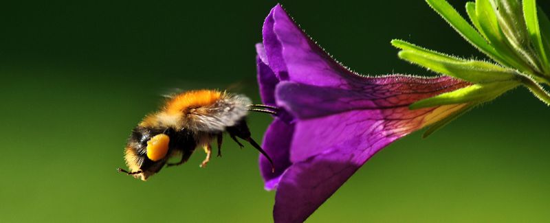 Preserving Pollinators – Happy World Bee Day!