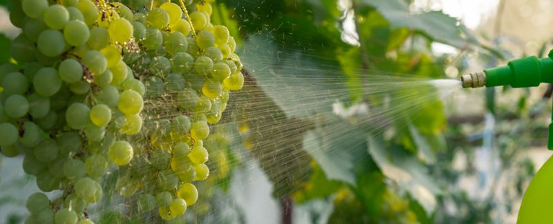 How EU Regulations Impact the Fresh Produce Trade