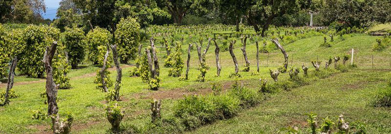 Climate Change Creates Vulnerability in Supply Chains